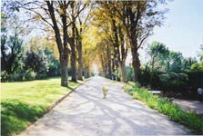 tree-lined boulevard