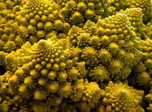 Fractals like this one exhibited by the Romanesco cauliflower could help explain the wackiness of quantum theory (Image: fishmonk / stock.xchng) 